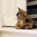 正面から見ると可愛らしい顔の猫→『横』から見てみると…あまりにも凛々し…