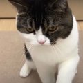 お手本は憧れのワンコ『おすわり』をマスターした猫くん！