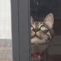 心配そうに窓のほうを見つめる先輩猫→視線の先には『子猫』がいて…驚きの…