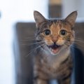 猫が『こっち来て！』と伝えている時のサイン5つ