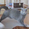 真剣な表情で見つめてきた猫→『ステップ』を踏み始めて…まさかの『動き』…
