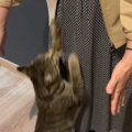『大好きなおばあちゃん』が久しぶりに家に来たら、猫が……心温まる『…