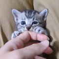 『指を噛み噛みしていた子猫』から指取り上げてみたら…まさかすぎる表情の…