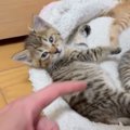 『シャー』と威嚇する3匹の保護子猫を洗ったら…まさかの『かわいすぎ…
