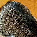 ダンボールに入ろうとする猫→『箱のサイズ』を見てみると…絶対無理そうな…