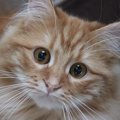 飼い主さんのここが好き♡愛猫が見ているポイント４つ