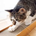 猫がいきなり『激しく爪とぎを始める』理由5選　イライラしているサイン？