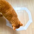 猫が入らずにはいられない『猫転送装置』って何？　思わず寄ってくる理由…