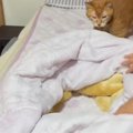 「ネコホイホイｗｗ」飼い主さんがベッドを整えると…まさかの光景が可愛す…