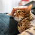 猫が『泣いている人を慰める』説は本当？考えられる3つの理由　よく見…