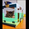 猫がドライバー！？ネコバスをダンボールで作ってみよう♪