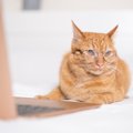 『自分を人間だと思いこんでそうな猫』の行動5つ　あなたの愛猫も勘違…