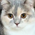 猫に『ハンモックへの行き方』を教えてみた結果…まさかの反応と『結末』が…