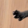 お迎えしたばかりの保護子猫→遊ぶ姿を撮影したら…躍動感がすごすぎる光景…