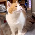 『もう待てないニャ』お父さんがお風呂を出ると、三毛猫がきて…『あざ…