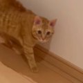 廊下にいた『2匹の茶トラ猫』→なぜか『しっぽの毛』が……思わず笑って…