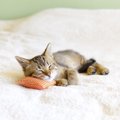 夢ねこプレミアムの手間いらずの癒し効果とその魅力