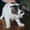 猫が助けを求めているサイン５つ