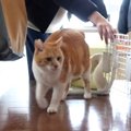 不安そうに"にゃー"　年に一度の健康診断を頑張る猫ちゃん