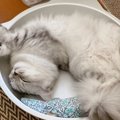 猫の『睡眠の質』がぐっと上がる5つのこと