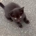 道路沿いで鳴いていた『1匹の小さな黒猫』を保護→家にいた2匹の犬と会…