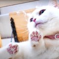 可愛すぎる！透明な板で猫ちゃんの裏側を観察♪