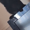 テレビの上に乗っていた『黒猫』…出勤3秒前に撮影された『まさかの光…