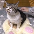 猫のケリケリを吸収する超もちもちクッション登場！