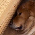 気持ちよさそうに『犬』が眠っていると、壁の向こう側から『猫』が…爆…