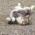 猫がふにゃふにゃなのはなぜ？柔軟な体の６つのヒミツ