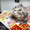 まんざらでもないにゃ〜。チラシと一体化しちゃった猫ちゃん