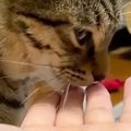 甘えたいのかな？と猫に手を差し出したら→少し舐めた後に…『まさかの…