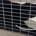 猫ちゃんたちに見守られTNR活動！ついに捕獲成功！