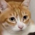 『保護した子猫』を家に連れて帰った結果…先住猫がとった『まさかの行動』…