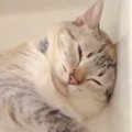 あっつい夏の日→『2匹の猫の様子』を見てみると…まさかの『涼の取り方…