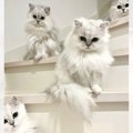 「階段に猫が住んでいる！？」一段一段に猫が座っている光景がSNSで大…