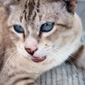 諦めないで！猫伝染性腹膜炎（FIP）1％の奇跡