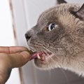 猫に与える虫下しの市販薬がほしい！ピペゲンやゲンダイ、どれがいい？