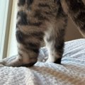 足場の不安定な『ベッドの上』で窓の外を眺めていたネコ…『まさかの体勢』…