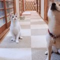 犬よりも『持ってこい』と『お座り』が上手くできてしまった猫→「スゴ…