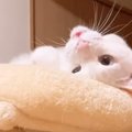 『ごはん食べる？』とネコに声をかけたら…人間の言葉に聞こえる『まさ…