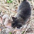 ワンコの散歩中に草むらから出てきた子猫を保護→病院に連れて行くと…獣医…
