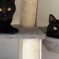 キャットタワーを見ると、黒猫たちが集まっていて…まるで雑誌の表紙の…