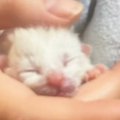 『真っ白な子猫を拾った』と思っていたら、だんだんと模様が出てきて……