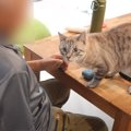 お家にやって来たおじいちゃんに……警戒心の強い猫が見せた『まさかの…