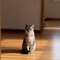 猫のストレスに繋がる『我慢』をさせない予防策4つ