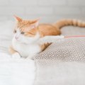 猫が『気分屋』な性格である理由3つ　コロコロ変化する気持ちへの応え…