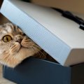 猫が『入れ物』にハマる理由4つ！気に入りやすい特徴とは？