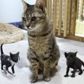 『血の繋がりのない子猫たち』に大人気になった先住猫…優しさ溢れる光…