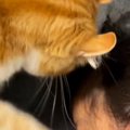 普段は避けるのに…寝落ちして『動かなくなった娘』を見つけたネコ→予…